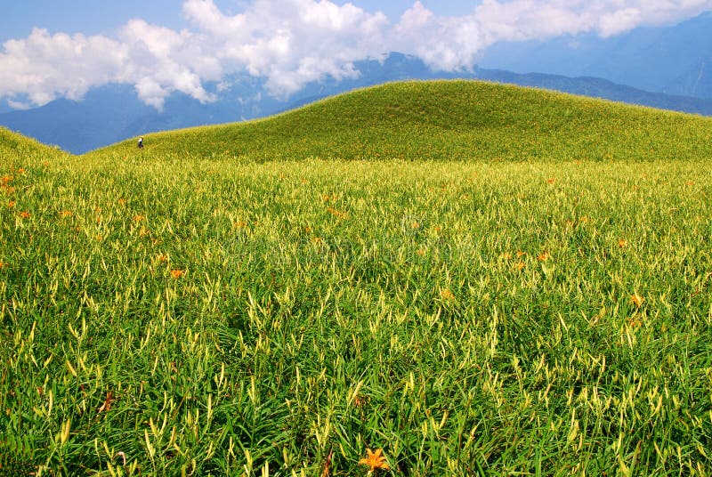 Tigerlilien-Garten lizenzfreie stockfotografie