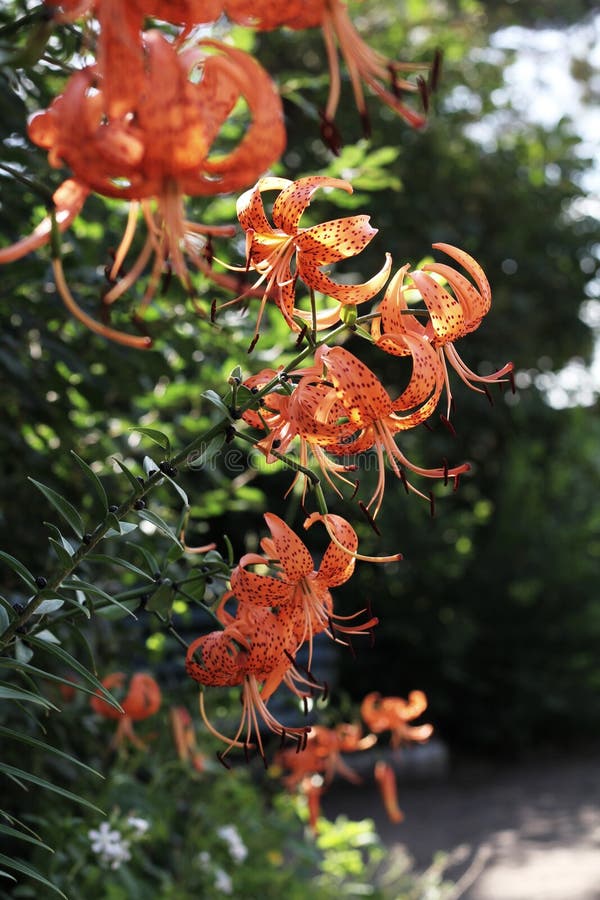 Tiger Lilies Grow on a Flower Bed in the Sun Stock Photo Image of