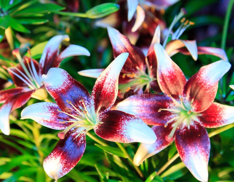 Tiger Lily stock image. Image of exotic, white, purple 15549675