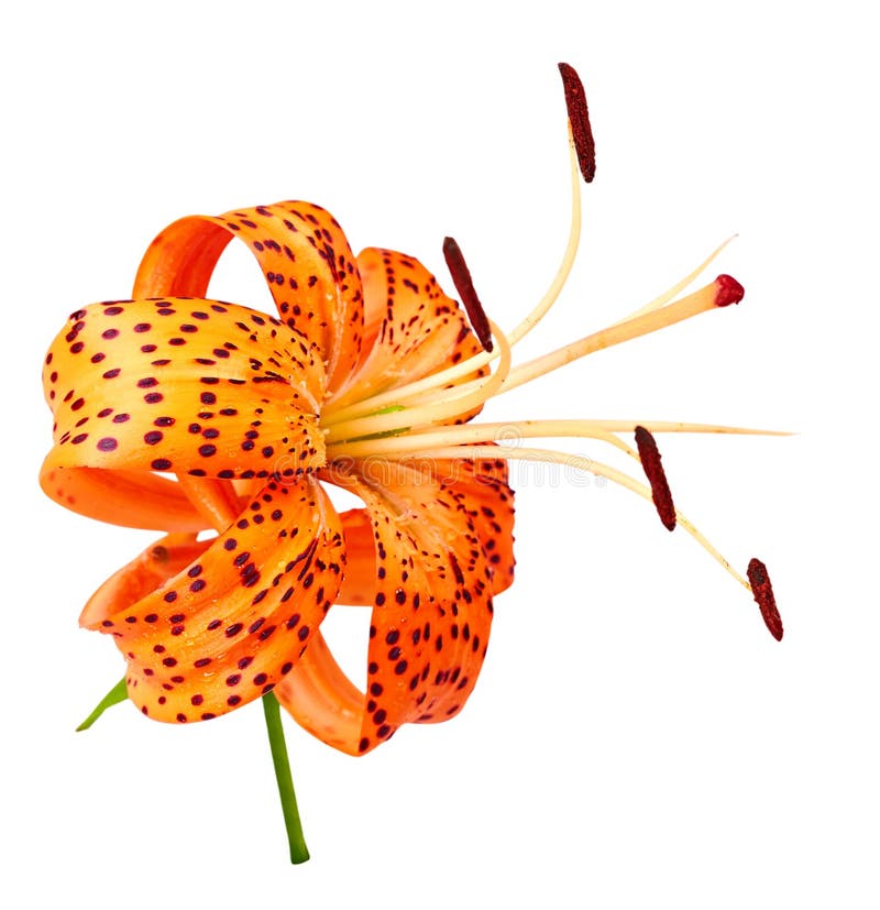 Tiger Lily isolated on white background