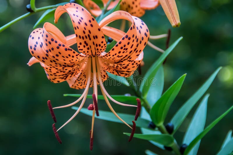 Tiger Lily imagen de archivo libre de regalías Tiger Lily imagen de archivo libre de regalías