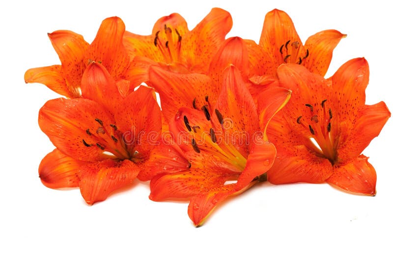 Tiger lily flowers