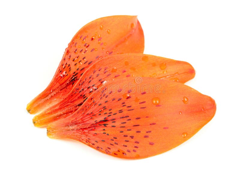 Tiger Lily Petals Isolated on White