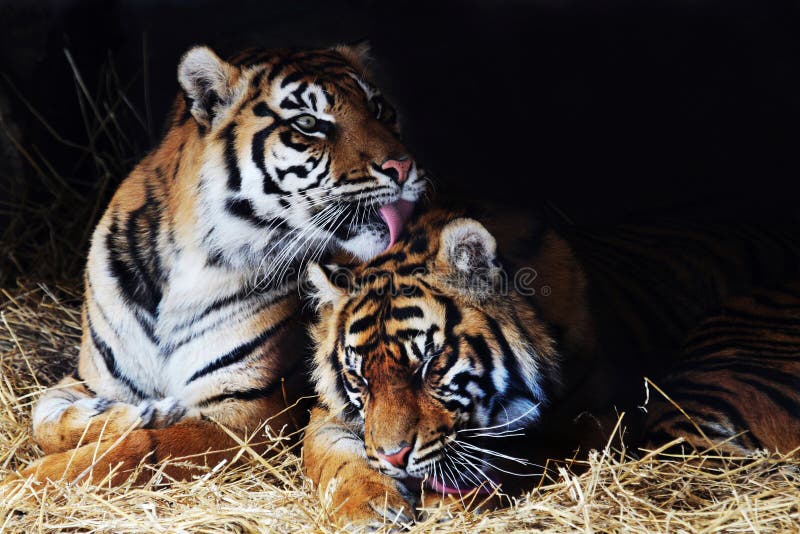 Love♡Tiger Tiger lover stock image. Image of animals, love, sweet - 3932203