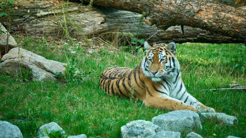 Tiger Lying Stock Photos - Download 4,567 Royalty Free Photos