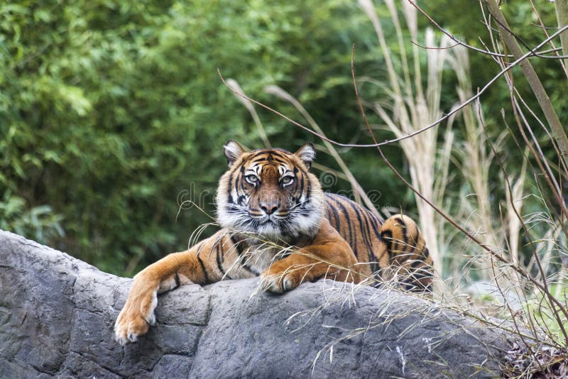 Tiger Lying on a Rock, Resting. Tiger Close Up in the Forest. Stock ...