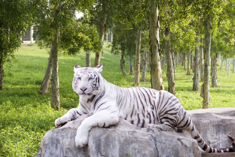 A tiger lying in the stone