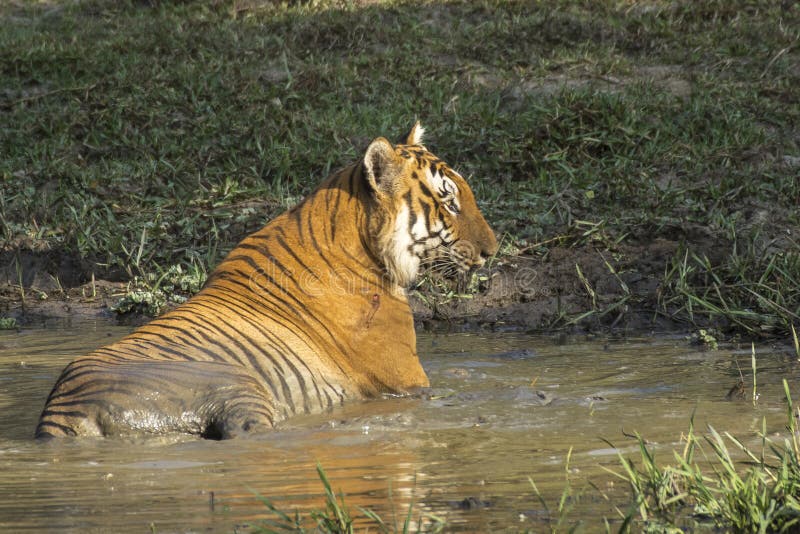 Indiaâ€™s National Animal Bengal Tiger is Sitting in a Pond Stock Image -  Image of maharastra, majestic: 156620145
