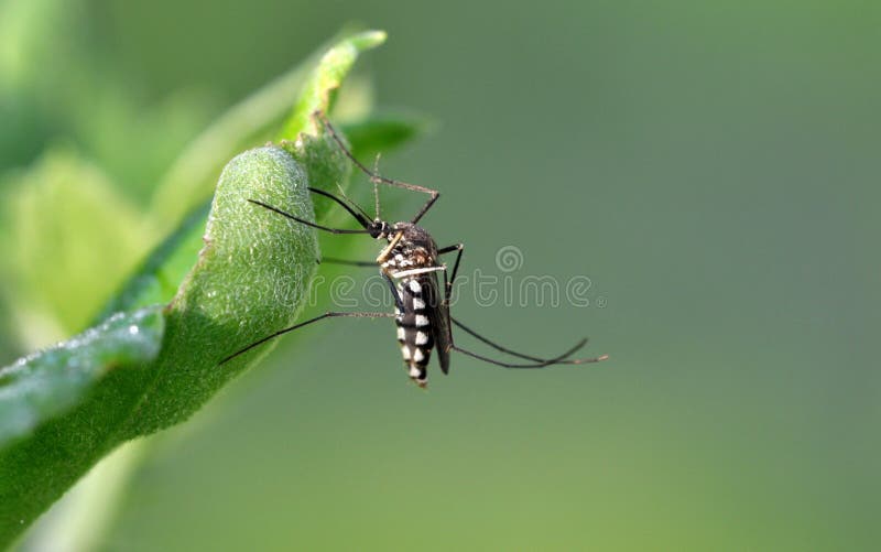 Tiger mosquito royalty free stock photos