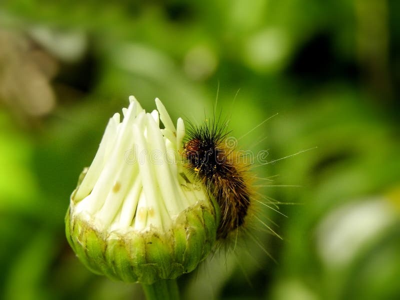 Tiger Moth Caterpillar 4 Stock Photo Image 62140941