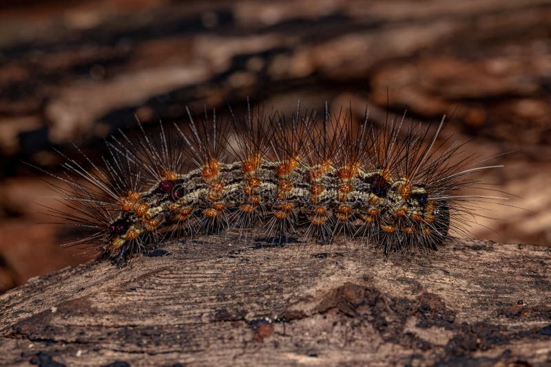 Tiger Moth Caterpillar stock photo. Image of arctiidae 242014674