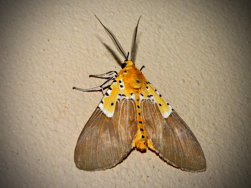 Tiger Moth ilusório 1 imagens de stock Tiger Moth ilusório 1 imagens de stock