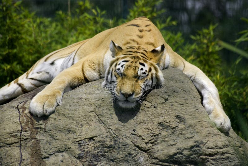 Tiger which has fallen asleep on a rock. Tiger which has fallen asleep on a rock