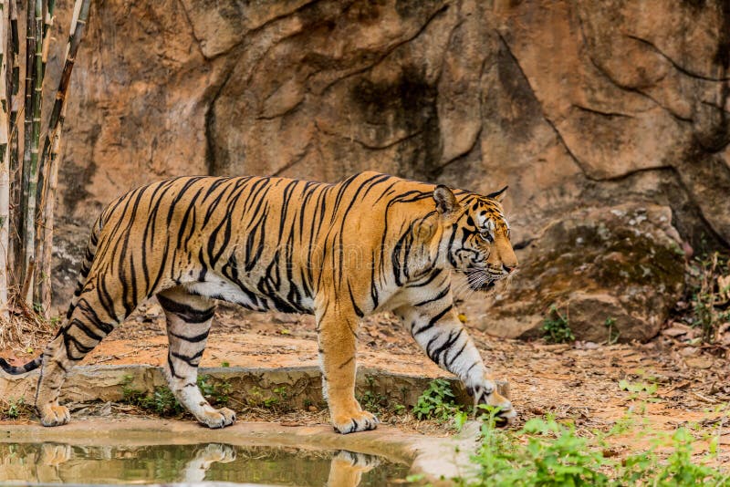 mund venlige trussel Tiger in the Nature Habitat. Tigers Walking. Stock Photo - Image of jungle,  india: 149441772