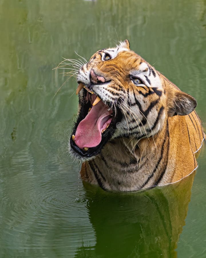 A Tiger Opening Its Mouth in Full Stock Photo Image of stare, tiger
