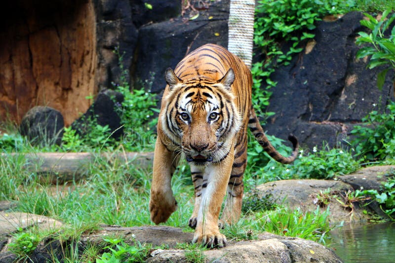 The Tiger Panthera Tigris is the Largest Cat Species Stock Image ...