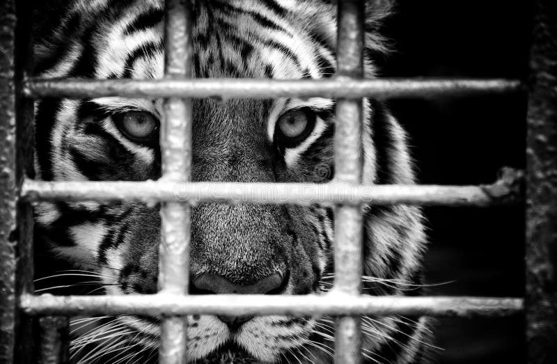 Tiger Panthera tigris ssp altaica Wilde beest van een tijgertijger royalty-vrije stock foto's Tiger Panthera tigris ssp altaica Wilde beest van een tijgertijger royalty-vrije stock foto's