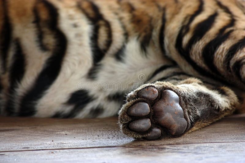 Tiger Paw stock image. Image of baby, tiger, nature, mammals - 35126089