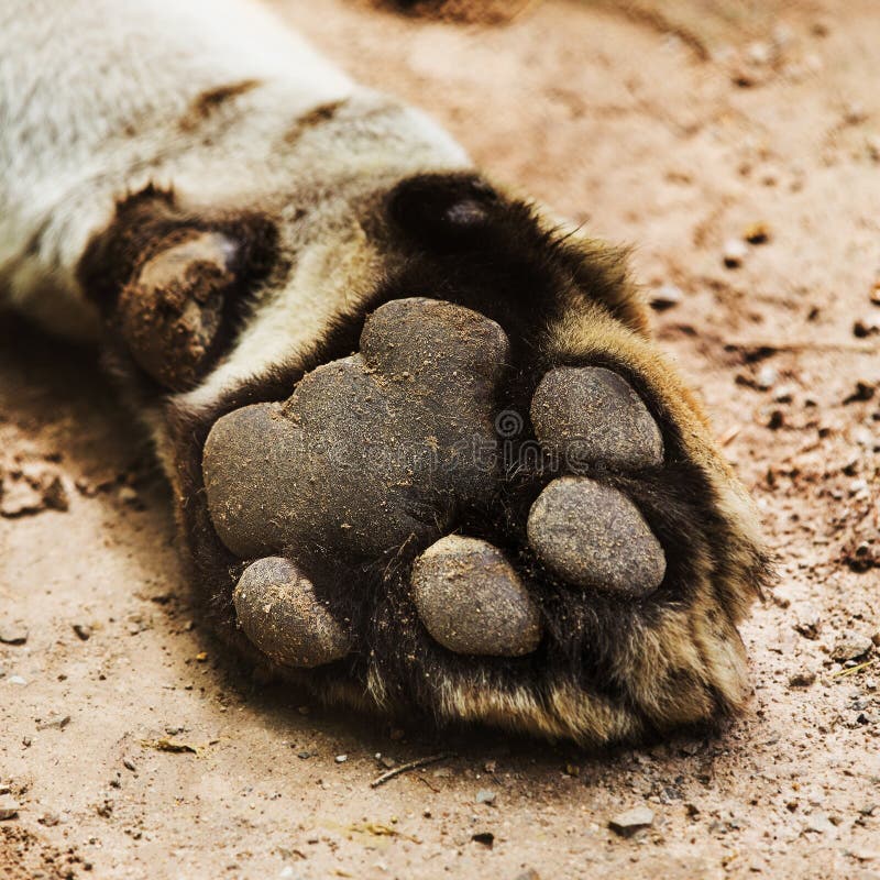 real tiger paw anatomy