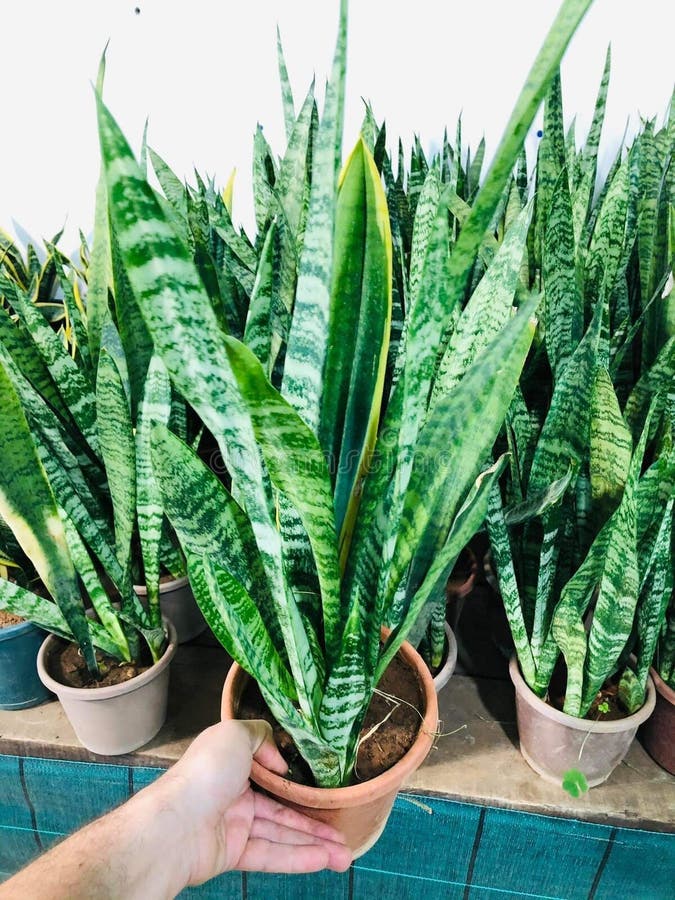 Tiger plant stock image. Image of tiger, sansevieria 259904561