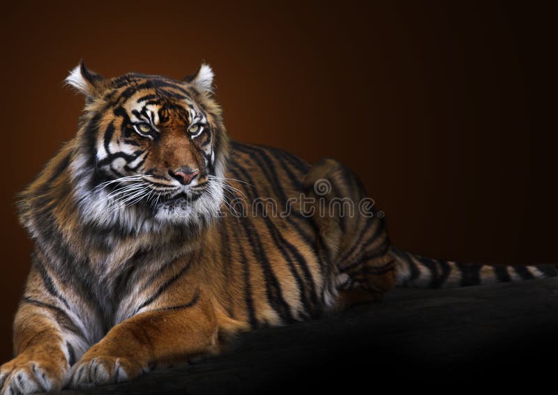 Moody Tiger Stock Photos - Free & Royalty-Free Stock Photos from Dreamstime