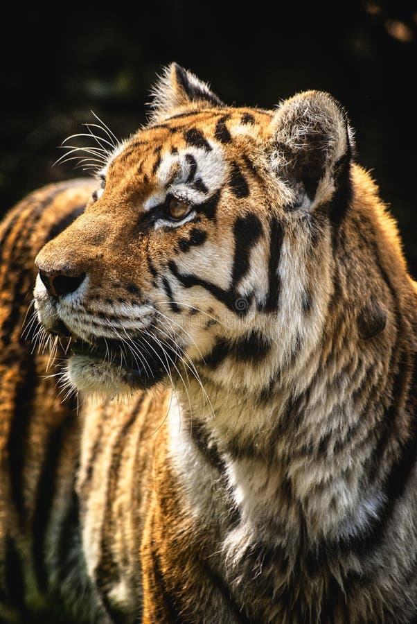 Tiger portrait angry predator watch stock image