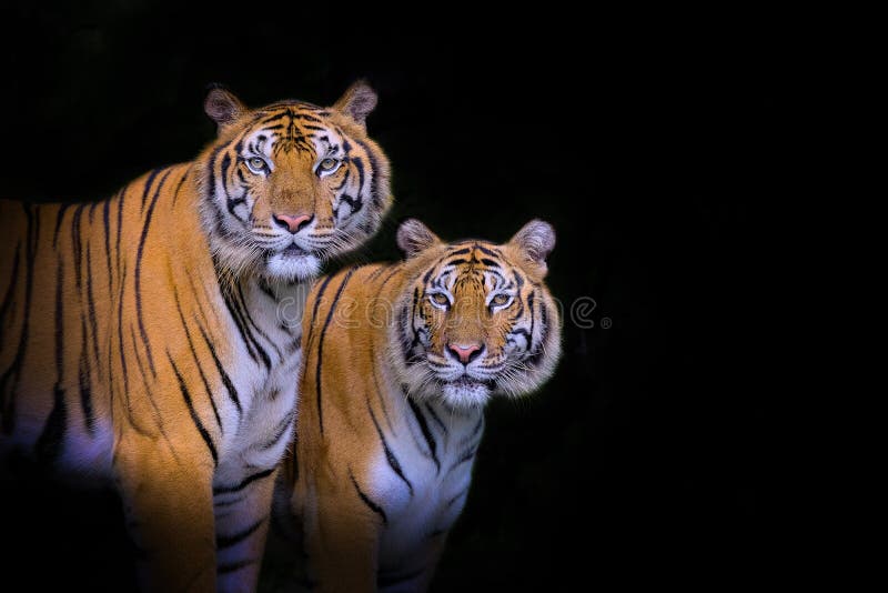 Tiger portrait of a bengal tiger stock photography Tiger portrait of a bengal tiger stock photography