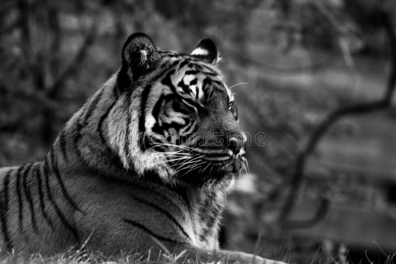 The Images Of Tiger Hd Is In Black And White Format Background Black And White  Tiger Picture Background Image And Wallpaper for Free Download