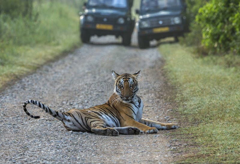 Tiger road block, Panthera tigris, Dhikala, Jim Corbett National Park, Nainital, Uttarakhand, Índia foto de stock royalty free Tiger road block, Panthera tigris, Dhikala, Jim Corbett National Park, Nainital, Uttarakhand, Índia foto de stock royalty free