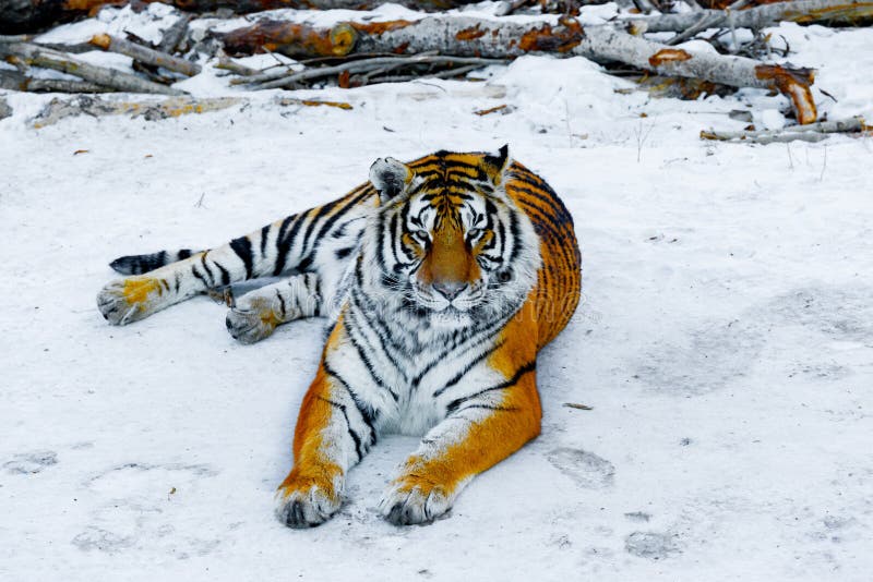 Tiger on the road. stock photo