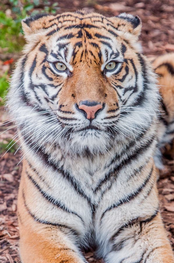 Bengal Tiger Queen Of Forest Tiger Close Up Feline Stock Image Image Of Toys Background