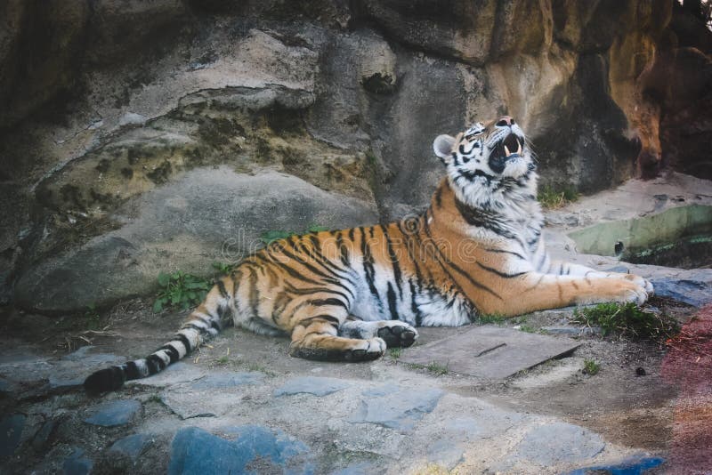 Tiger roar in nature