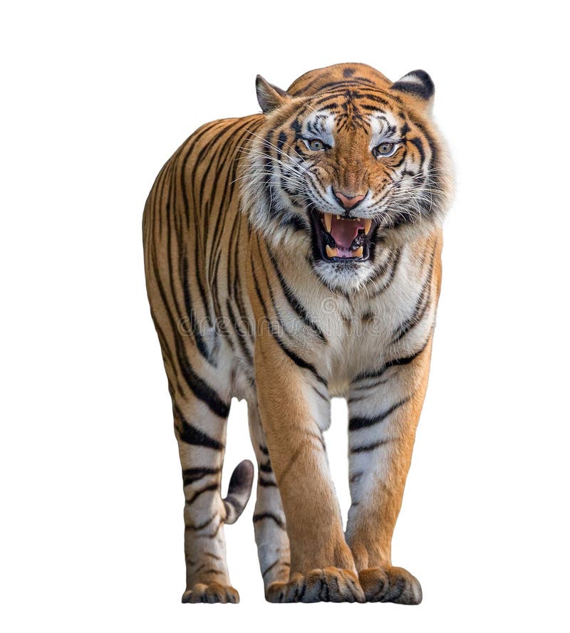 Tiger Roaring Isolated on White Background. Stock Photo - Image of bengal,  white: 110509268