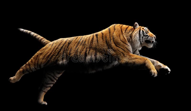 Tiger Attack Images – Browse 210 Stock Photos, Vectors, and Video