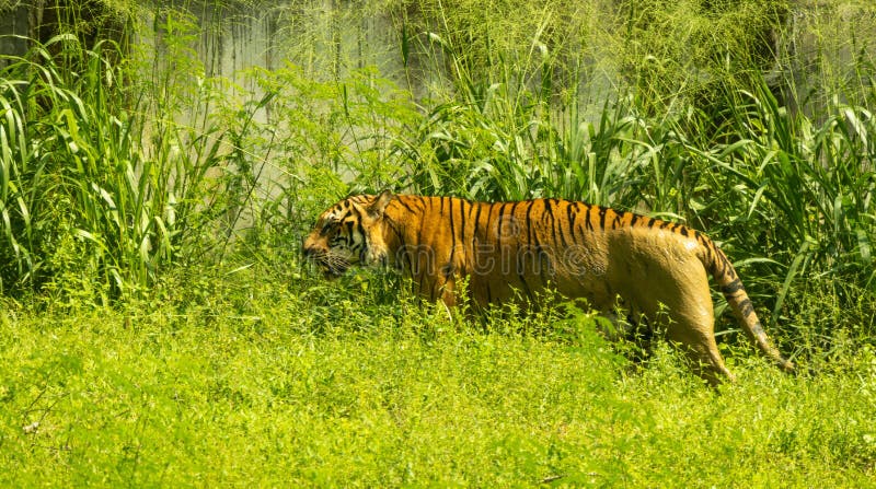 tiger safari sri lanka