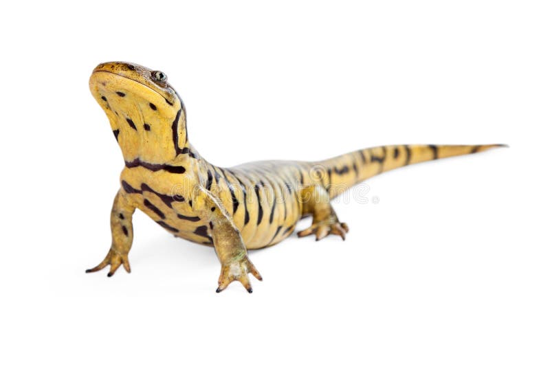 Salamandra-tigre sobre fundo branco a levantar a cabeça fotografia de stock