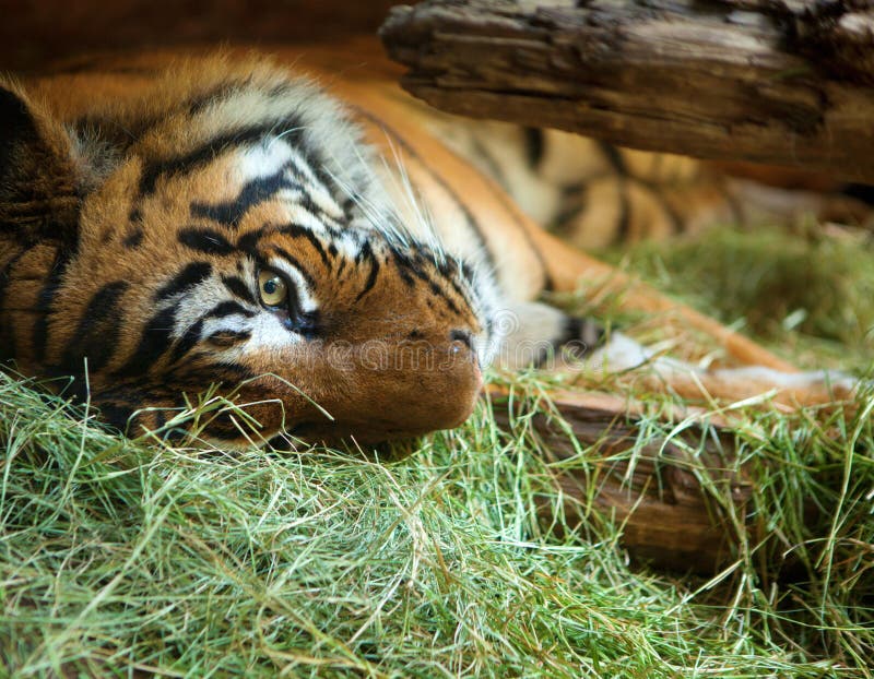 Tiger in San Diego zoo.