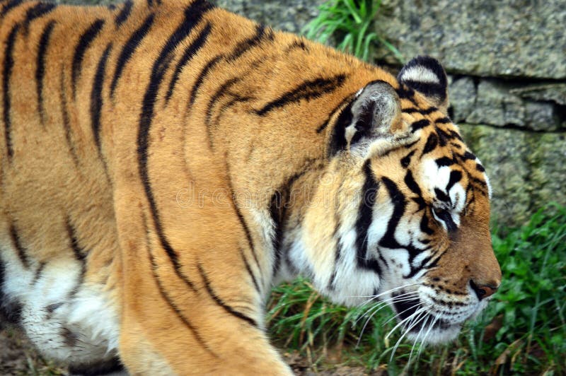 Tiger Sch?n, Gr?n Naher hoher Schuss der sibirischen Tigerin Sch?ner Tiger gegen dunklen Hintergrund lizenzfreie stockbilder Tiger Sch?n, Gr?n Naher hoher Schuss der sibirischen Tigerin Sch?ner Tiger gegen dunklen Hintergrund lizenzfreie stockbilder