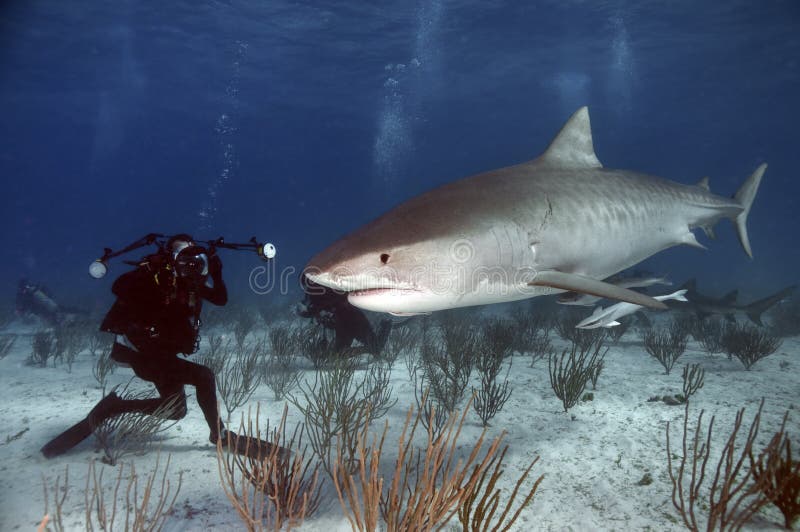 Tiger Shark