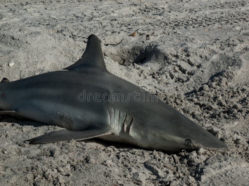 Tiger Shark Florida Stock Photos Free & RoyaltyFree Stock Photos