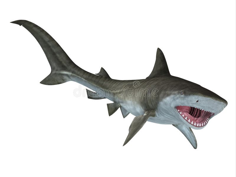 Tiger Shark Jaws stock illustrationer Tiger Shark Jaws stock illustrationer