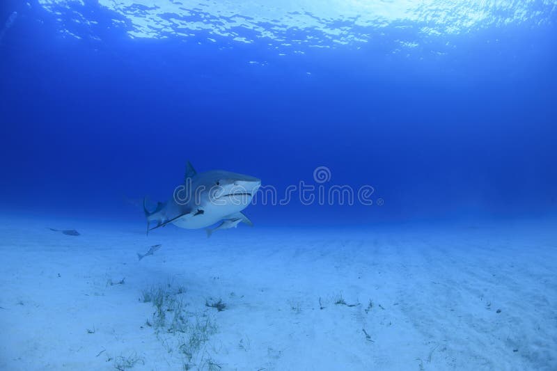 Tiger Shark Swimming Alone über Sandy Ocean Bottom