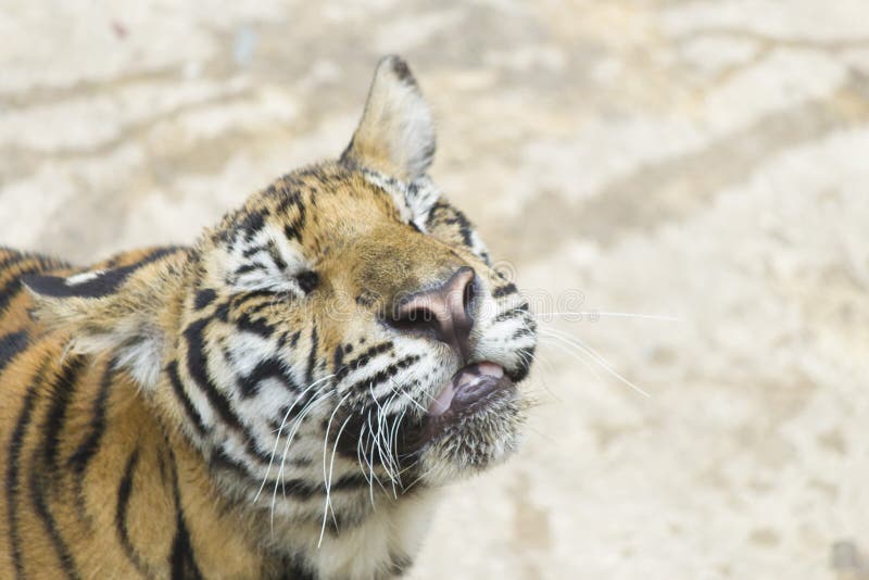 shelter 3 tiger shelter 3 tiger