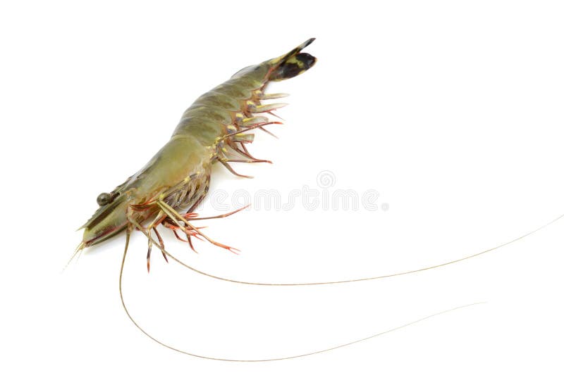 Tiger shrimp isolated on white background