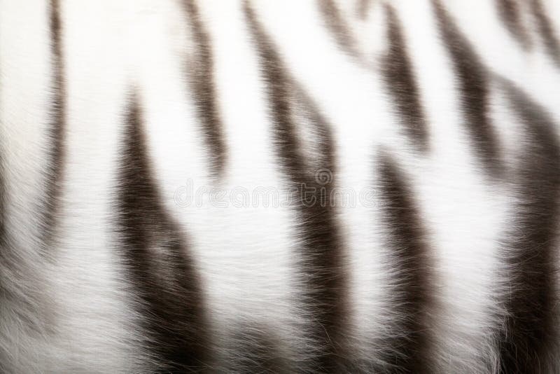 White Tiger Skin Wallpaper Hd