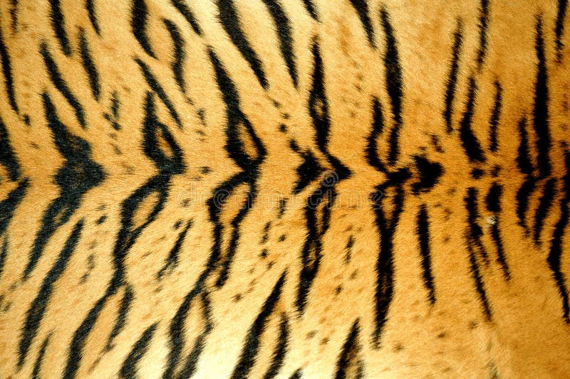 Tiger skin