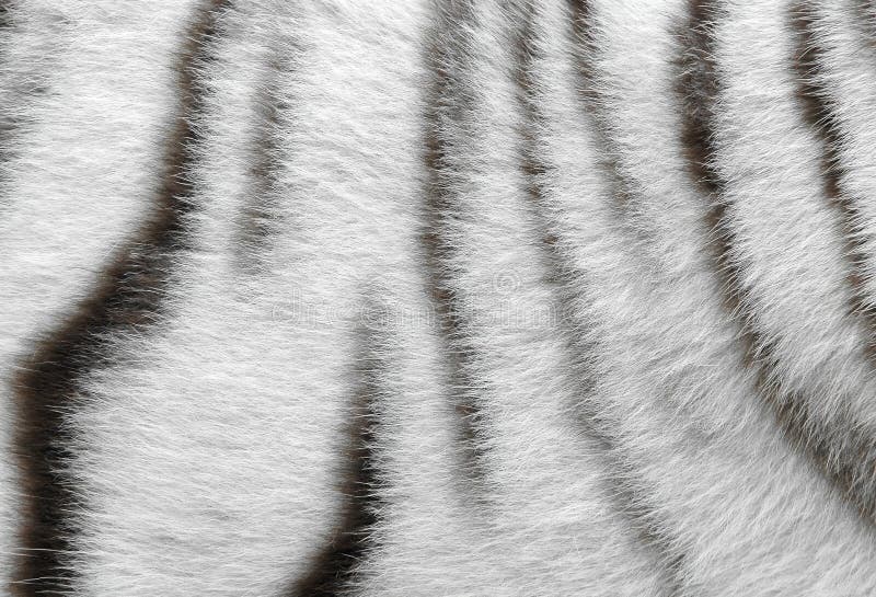 Tiger skin