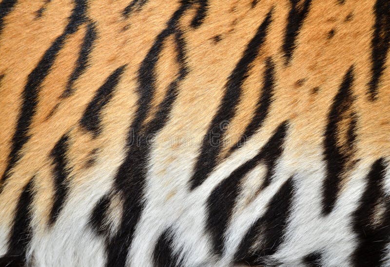 Tiger skin