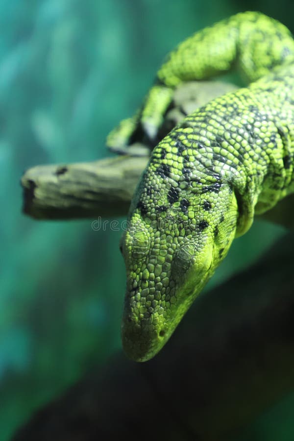 This is a tiger skin lizard is sleeping on a tree trunk, very cute. This photo is very suitable for wallpaper, poster, background material.