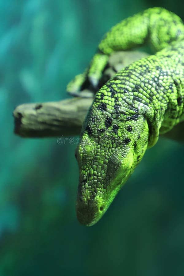 This is a tiger skin lizard is sleeping on a tree trunk, very cute. This photo is very suitable for wallpaper, poster, background material.